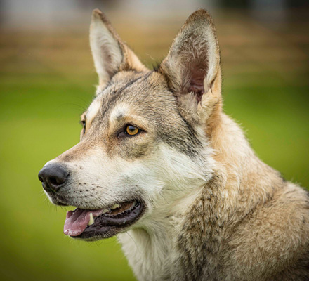 Accalia Saarloos Wolfdogs | Puppies